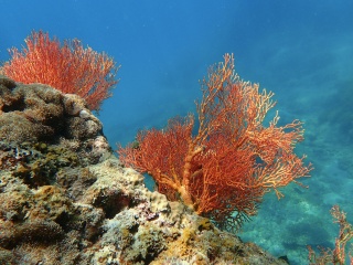Ningaloo Reef by lionel mermoz