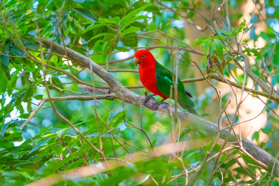 King parrot Marcio Conrado