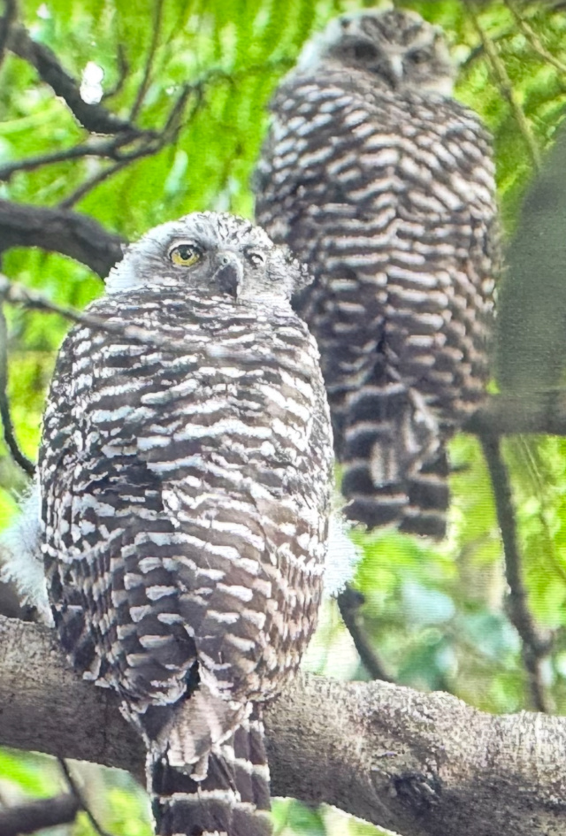 Powerful Owl Marcio Conrado