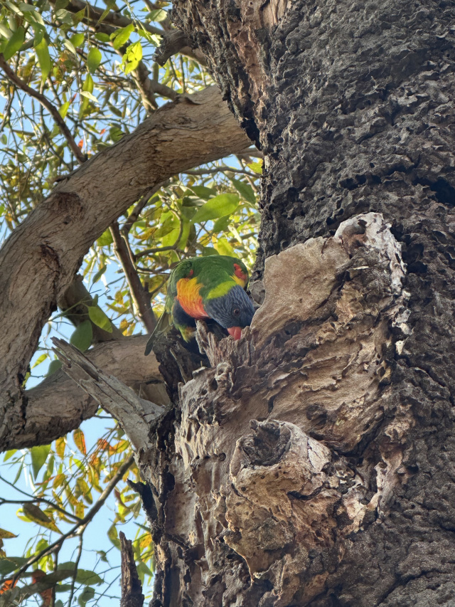 Rainbow Lorikeet in Tree