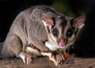 David clode Sugar Glider Unsplash