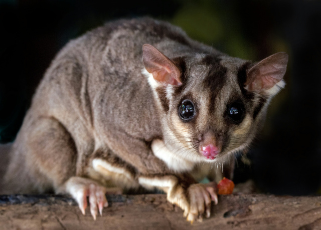 David clode Sugar Glider Unsplash