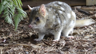 Eastern Quoll 44740