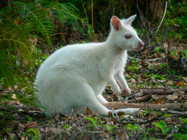 Dan Broun Bruny Island10