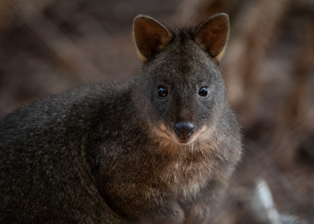 Dan Broun Pademelon