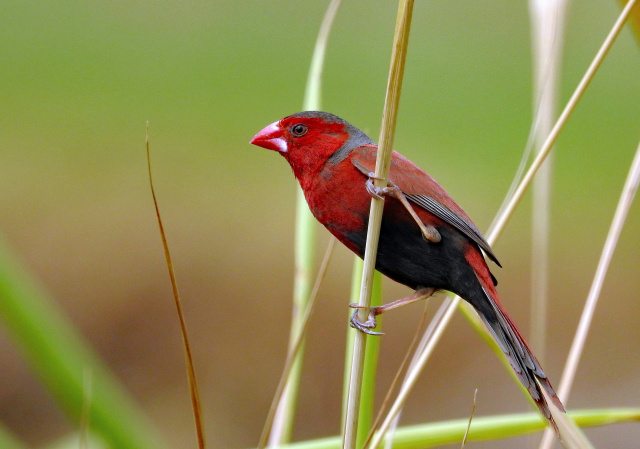 David clode crimson finch