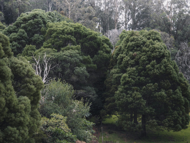 Pat whelen Mount DB 5