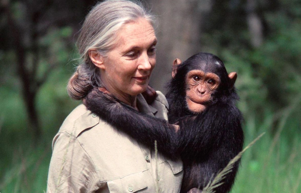 Jane Goodall Institute Tanzania