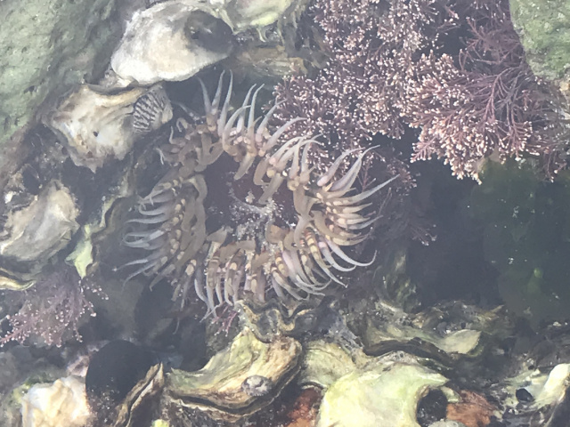 Sea Anemone