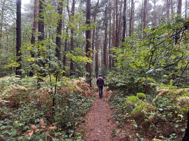 Walker in forest Horsell Common Phill Pullinger