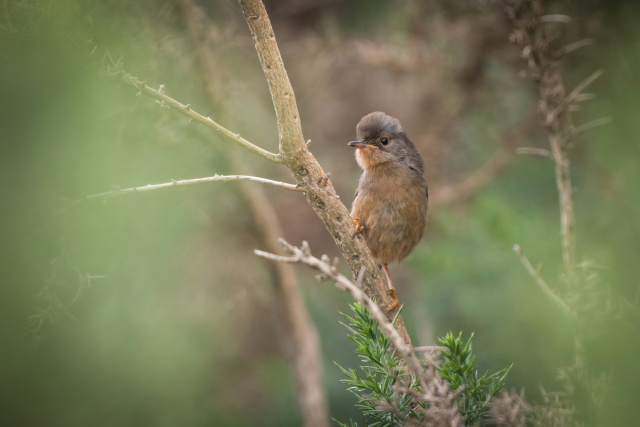 Doncoombez NF dartford warbler unsplash