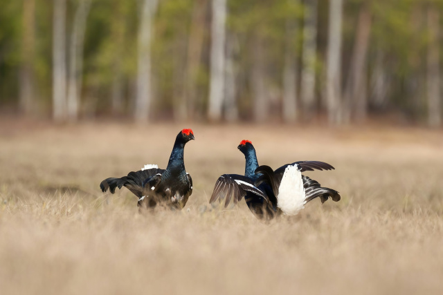Black grouse Hans Veth