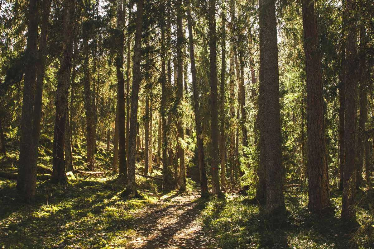 Forest Sweden by Tilde Bergstrom