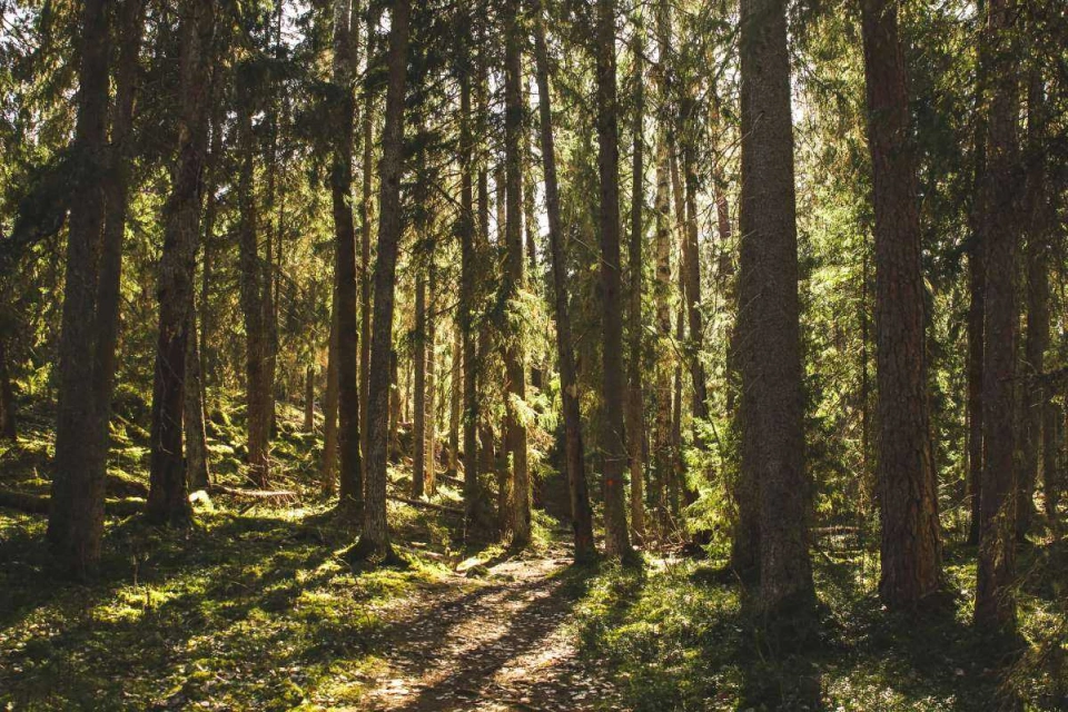 Forest Sweden by Tilde Bergstrom