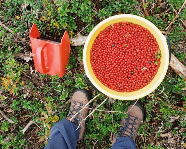 Picking lingonberries Sweden by Tilde Bergstrom