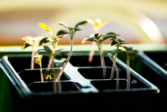 Homegrown plants by Tilde Bergstrom