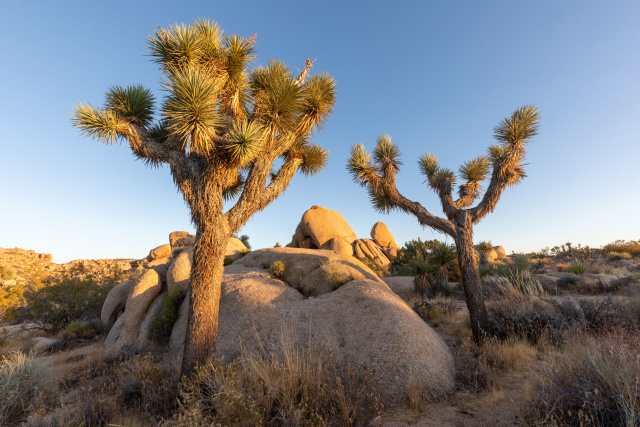 Dan Broun Joshua Tree1