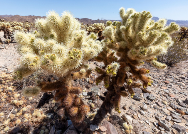 Dan Broun Joshua Tree22