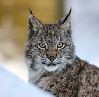 Zdenek machacek lynx