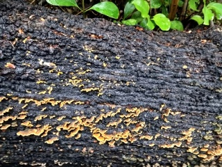 Fungi Mears Track Helen Cushing