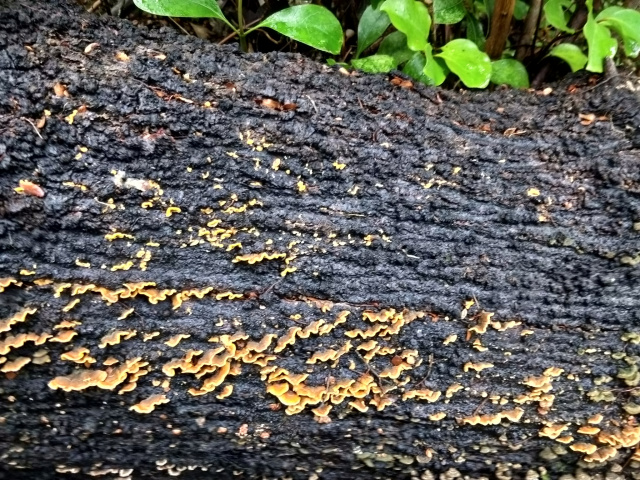 Fungi Mears Track Helen Cushing