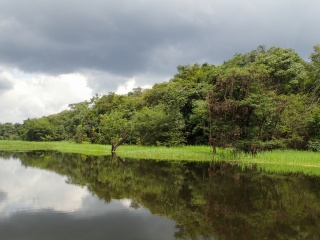Amazon Reflections