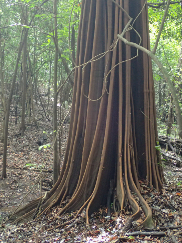 Amazon Rainforest Tree
