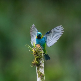 Marcio Conrado Green headed Tanager