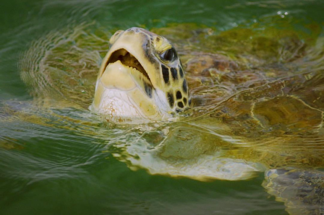 Marcio Conrado Green Tuttle