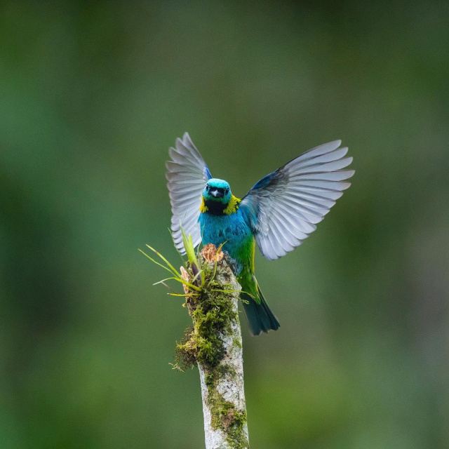 Marcio Conrado Green headed Tanager