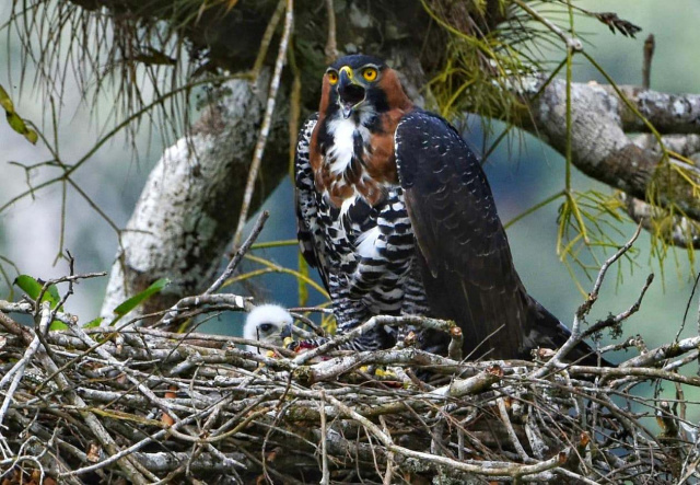 Ornate Hawk Eagle on nest - Marcio Conrado