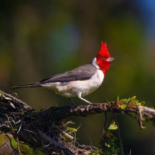 Red crested Cardinal Marcio Conrado