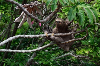 Maned three toed sloth kleber varejao filho unsplash