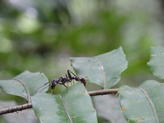 Ant Amazon
