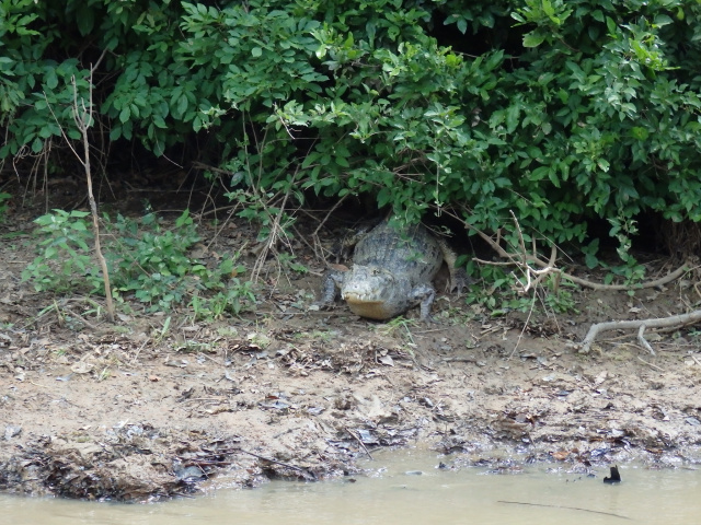 Spectacled Caiman