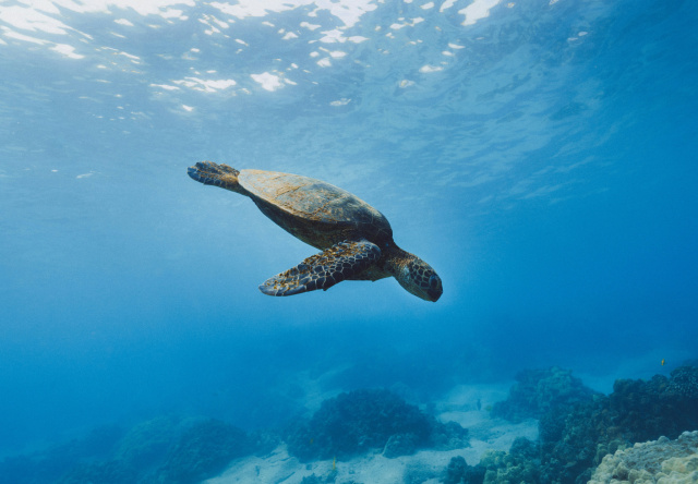 Sea turtle Jakob Owens Unsplash