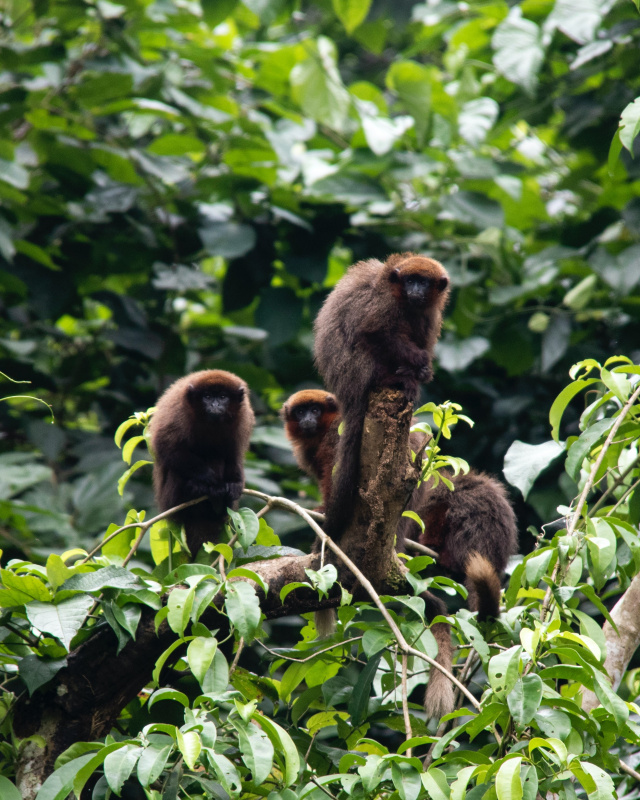 Titi Monkey Renting C on Unsplash