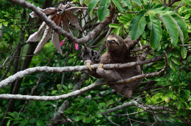 Maned three toed sloth kleber varejao filho unsplash