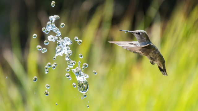 Hummingbird Levi Jones Unsplash