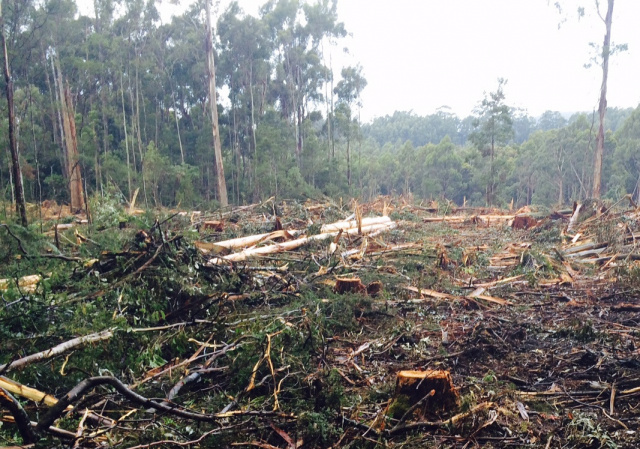 Logging Tasmania