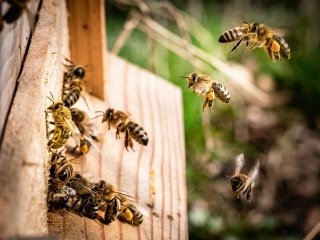 Kai Wenzel Honey Bee Unsplash