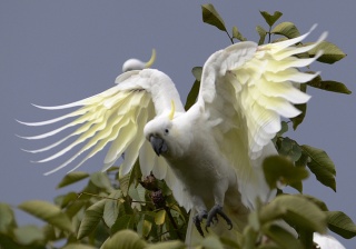 Sulphur crested Cockatoo 27803