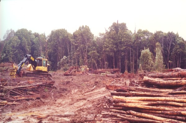 Cleared Rainforest with excavator