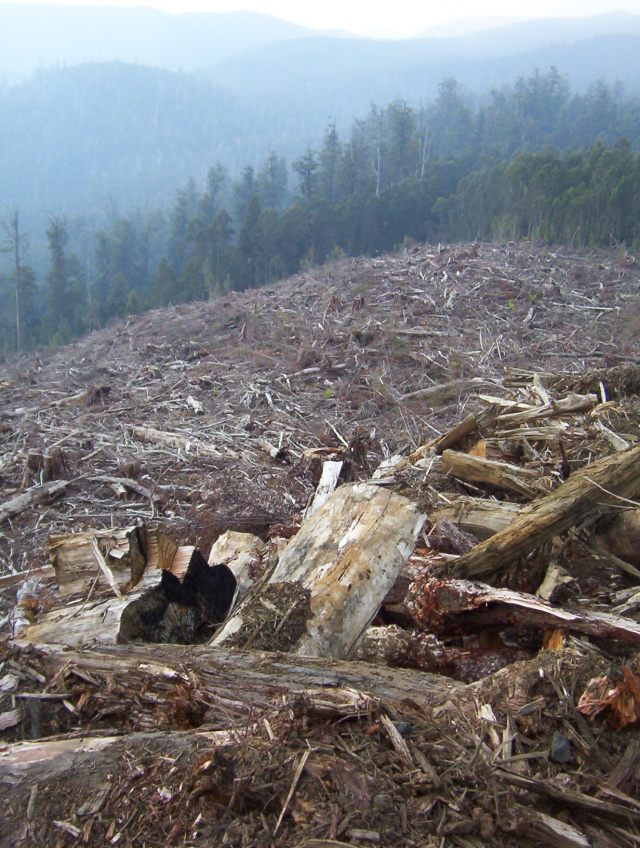 Styx Valley Clearfell