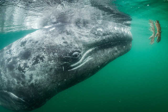 Gray Whale San Ignacio Lagoon Thomas Perschak