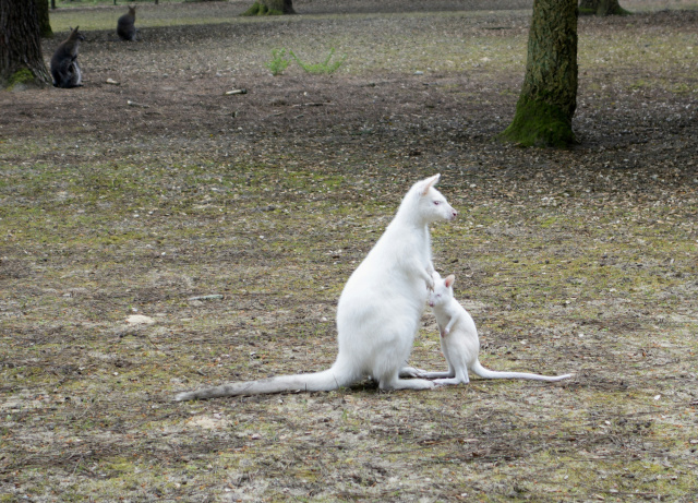 Snap wander Albino wallabyjpg