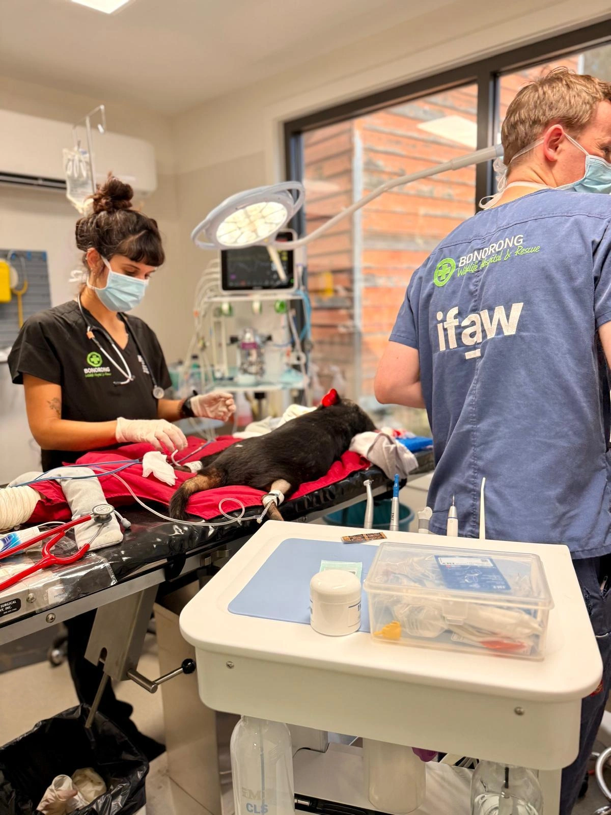 Bonorong Wildlife Hospital