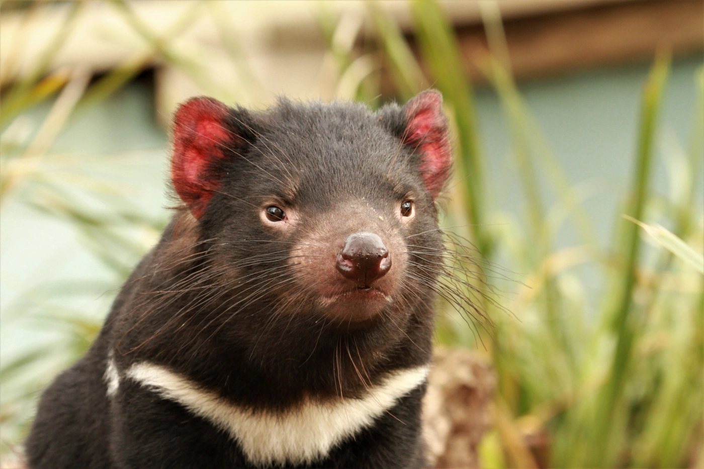 Bonorong: Tasmanian Devil