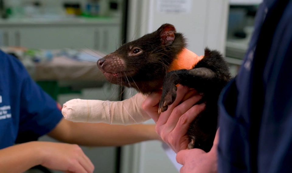 Clownfish tasmanian devil1