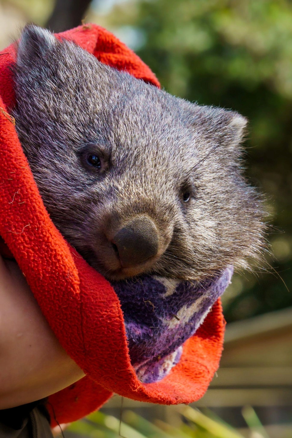 BWS Orphaned Wombat Joey